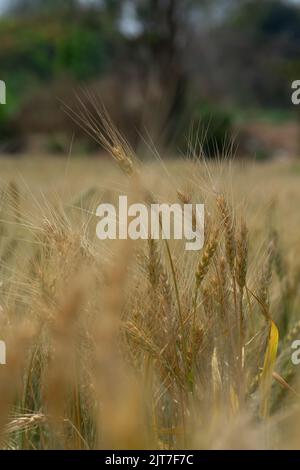 Panicole di grano completamente cresciute e mature in campo di grano raccolto. Messa a fuoco selettiva utilizzata. Foto Stock