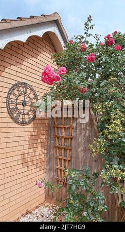 Grande cespuglio di rose rosa in giardino in estate. Foto di alta qualità Foto Stock