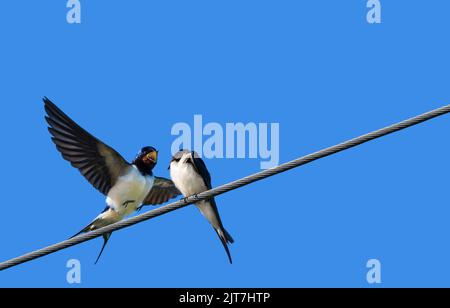 Due rondini, uno seduto su un cavo, l'altro allargando le sue ali, minimalismo, regola dei terzi, spazio di testo, cielo blu Foto Stock