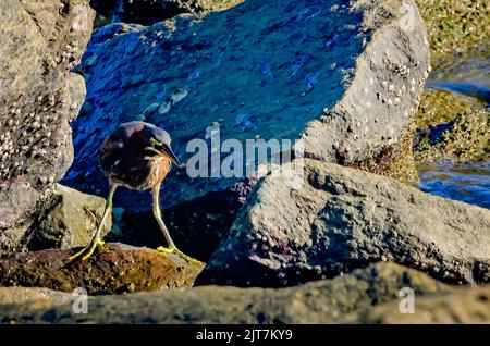 Un airone verde (Butorides virescens) si trova su un molo, il 27 agosto 2022, a Dauphin Island, Alabama. Foto Stock