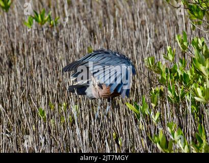 Un gretto rossastro soldo (Egretta rufescens), predicandosi nelle mangrovie di San Pedro, Ambergris Caye, Belize. Foto Stock