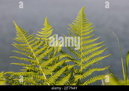 Bella felce foglie verde fogliame felce floreale su uno sfondo grigio Foto Stock