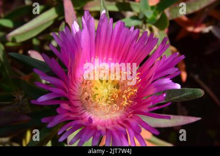 Carpobrotus acinaciformis (Elandssuurvy o Sally - il mio bel) è un perenne succulento della famiglia Aizoaceae, originaria di South Afr Foto Stock