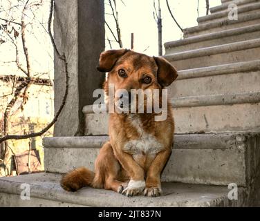 Cane maschio dai capelli rossi di piccola statura, con orecchie a forma di dischetti, di densa costruzione e zampe storte siede su una scala in cemento di ferro nel giardino. Foto Stock