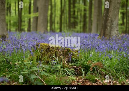 Un bel campo di campanile con ceppo di alberi nel mezzo di una foresta Foto Stock