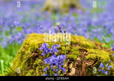 Un fuoco poco profondo di un ceppo di albero e fiori di Bluebell in una foresta Foto Stock