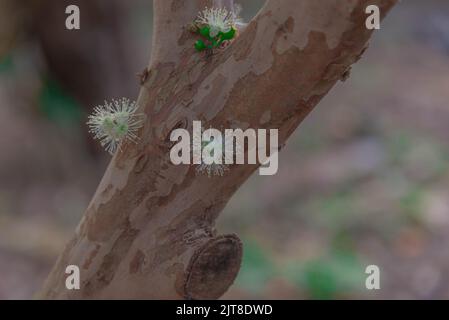 Tronco e fiori di Myrciaria castuliflora albero. Nome popolare: Jabuticaba. Origine: Brasiliana. Caratteristiche: Si tratta di una bacca selvatica con un porpora scuro o. Foto Stock