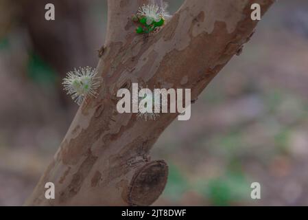 Tronco e fiori di Myrciaria castuliflora albero. Nome popolare: Jabuticaba. Origine: Brasiliana. Caratteristiche: Si tratta di una bacca selvatica con un porpora scuro o. Foto Stock