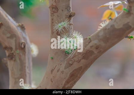 Tronco e fiori di Myrciaria castuliflora albero. Nome popolare: Jabuticaba. Origine: Brasiliana. Caratteristiche: Si tratta di una bacca selvatica con un porpora scuro o. Foto Stock