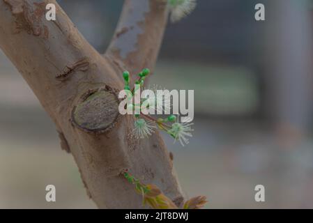 Tronco e fiori di Myrciaria castuliflora albero. Nome popolare: Jabuticaba. Origine: Brasiliana. Caratteristiche: Si tratta di una bacca selvatica con un porpora scuro o. Foto Stock