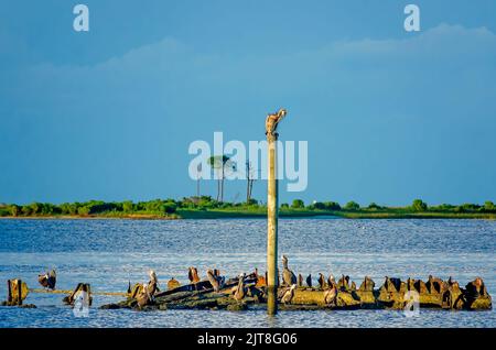 I pellicani bruni (Pelecanus occidentalis) si appollaiano su una paratia nella baia dell'isola di Dauphin, 27 agosto 2022, nell'isola di Dauphin, Alabama. Foto Stock