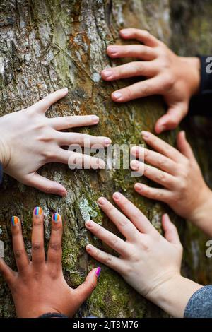 Sentire il polso della natura. Un gruppo di amici non identificabili mettere le mani su un tronco di albero. Foto Stock