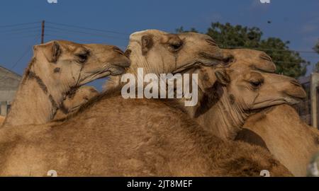 Mercato dei cammelli ad Hargeisa, capitale del Somaliland Foto Stock
