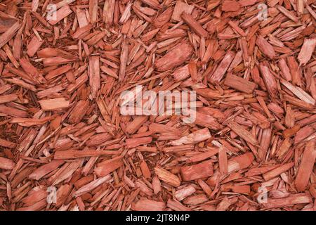 Primo piano di trucioli di cedro rosso, Quebec, Canada Foto Stock