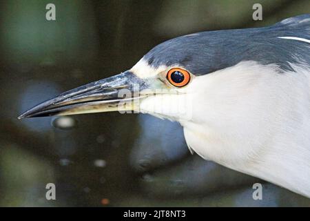 Testa in profilo, nero incoronato airone notturno - Florida Foto Stock