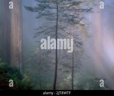 Coastal Fog, Redwoods, Redwood National and state Parks, del Norte County, California Foto Stock