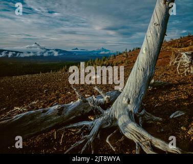 Mt. Washington, Three Fingred Jack, Mt. Jefferson, Mt. Hood, Volcano Row, Three Sisters Loop, Willamette-Deschutes National Forest, Oregon Foto Stock