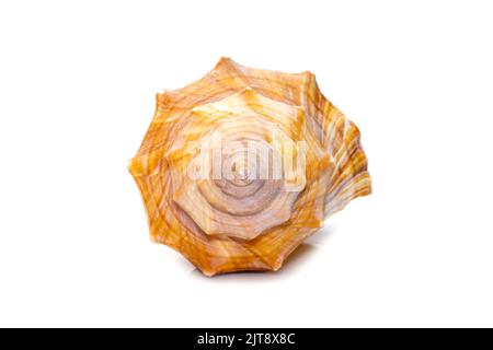 Immagine di trapezio Cavallo Conch / Striped Fox Conch Seashell (Pleuroploca trapezio) isolato su sfondo bianco. Animali sottomarini. Conchiglie di mare. Foto Stock