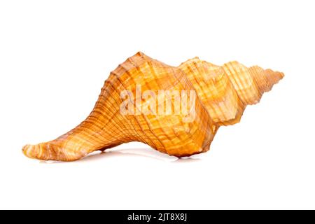 Immagine di trapezio Cavallo Conch / Striped Fox Conch Seashell (Pleuroploca trapezio) isolato su sfondo bianco. Animali sottomarini. Conchiglie di mare. Foto Stock