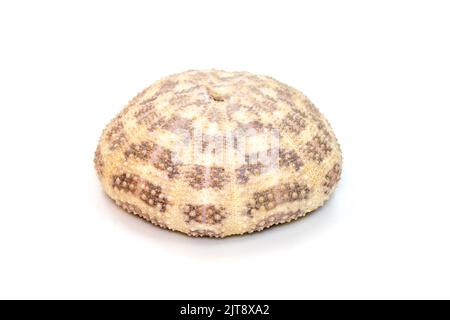 Immagine di Sea Urchin Shell su sfondo bianco. Conchiglie marine. Animali sottomarini. Foto Stock