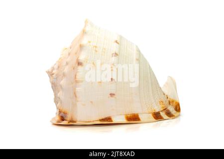 Immagine delle conchiglie di mare del casco a cavallo. (cassis Cornuta) è una specie di lumaca di mare estremamente grande isolata su sfondo bianco. Animali sottomarini. Mare Shel Foto Stock