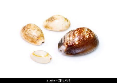 Gruppo a molluschi gasteropodi marini della famiglia Cypraeidae isolati su fondo bianco. Animali sottomarini. Conchiglie di mare. Foto Stock