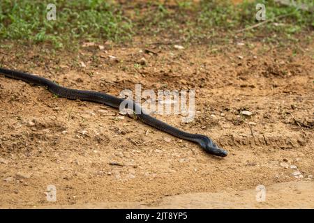 Cobra indiana intera lunghezza o Naja naja o cobra spettacolare o cobra asiatica un serpente velenoso con lingua fuori nella foresta dell'india centrale Foto Stock