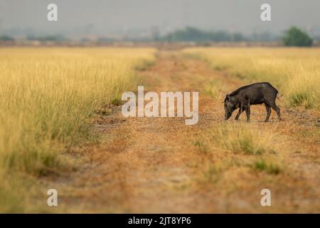 SUS scrofa cristate o cinghiale indiano o Andamanese o maiali o cinghiali o cinghiali in un paesaggio panoramico o prateria del Parco Nazionale di Blackbuck Velavadar Foto Stock