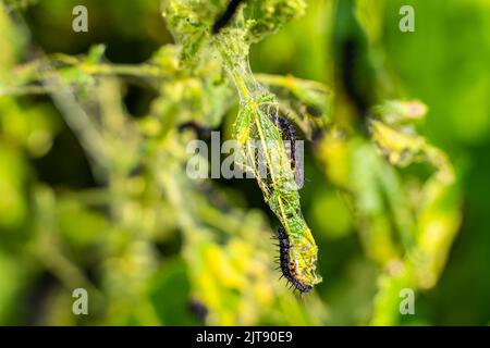 Le foglie di ortica si avvicinano a quelle mangiate dai pilastri neri con spine e puntini bianchi. Fase del bruco alla farfalla di pavone Foto Stock