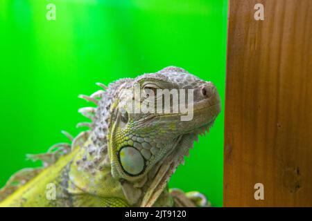 Sfondo animale selvaggio rettile lucertola natura fauna coda bianca, concetto esotico tropicale da piccolo da gecko t, PET dino. Logo arancione divertente, iguana Foto Stock