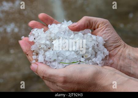 Donna mani che tiene le pietre della grandine nel giardino dopo la tempesta in estate. Foto Stock