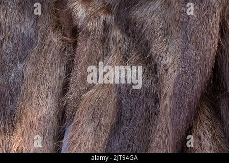 Cappotto marrone di pelliccia di castoro per primo piano di sfondo, cappotto invernale di pelliccia donna Foto Stock