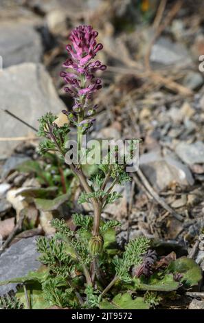 Fumitorio comune, Fumaria officinalis, in fiore e frutta in terra arabile. Foto Stock