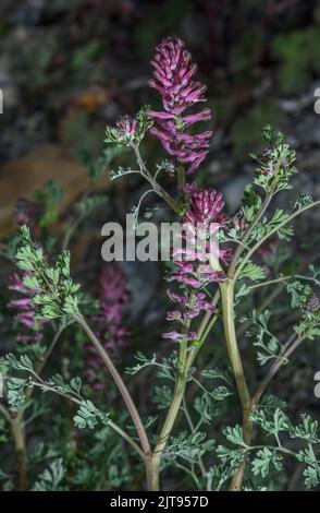 Fumitorio comune, Fumaria officinalis, in fiore e frutta in terra arabile. Foto Stock