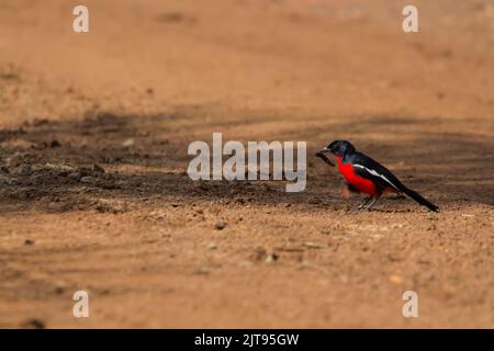 Un gambero cremisi (Laniarius atrococcineus) con un verme nel becco Foto Stock