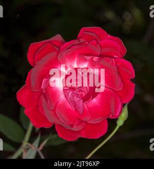 Spettacolare fiore profumato rosso vivo di una rosa, con tinge di bianco al centro dei petali, su sfondo scuro, in Australia Foto Stock