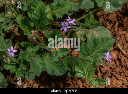 Cicogna morbida, Erodium malacoides, in fiore e frutta. Foto Stock