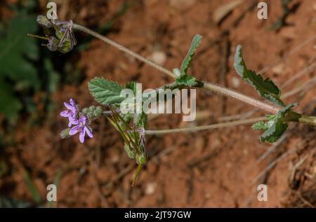 Cicogna morbida, Erodium malacoides, in fiore e frutta. Foto Stock