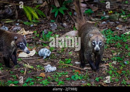 Due coati adulti dal naso bianco, Nasua narica, in una foresta pluviale ad Albrook, Città di Panama, Repubblica di Panama, America Centrale. Foto Stock