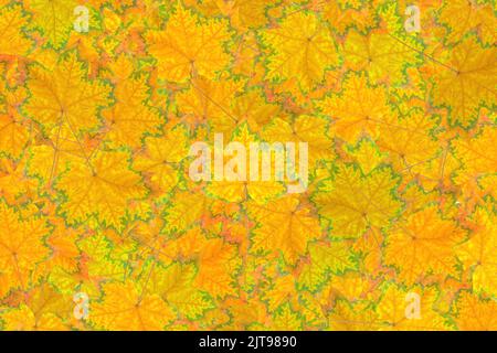 Astratto sfondo autunnale fatto da foglie di acero caduto pigmentato. Foto Stock