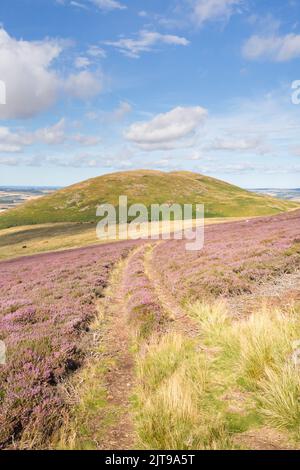 Una giornata di fine estate sulle colline sopra College Valley nel Nord Northumberland, vicino al sentiero di St Cuthbert's Way, con erica viola in una giornata di sole. Foto Stock
