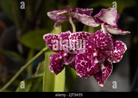 Orchid Phalaenopsis Lioulin Wild Cat. Boccioli bianchi viola punteggiati e macchiati. Fiore rosa Borgogna. Primo piano delle orchidee. Varietà rara. Foto Stock