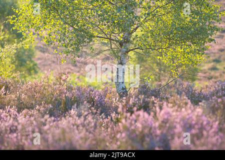 Erica viola e betulla argentata alla fine dell'estate, alla luce del mattino sulle brughiere del Parco Nazionale del Northumberland. Foto Stock