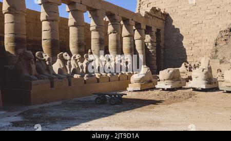 Antica RAM teste Sfinge statue al complesso del Tempio di Karnak vicino a Luxor, Egitto Foto Stock