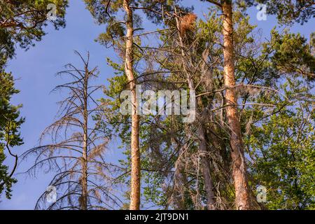 Conifere morte in una foresta mista verde in Germania Foto Stock