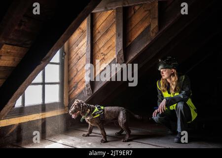 National Dogs Day - PIP, un "cane del marciume" incaricato di sniffare il marciume umido e secco con il gestore Isobel Mar presso il St Bartholomew’s Hospital North Wing, Regno Unito Foto Stock