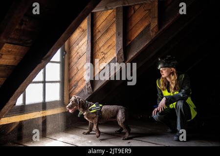 National Dogs Day - PIP, un "cane del marciume" incaricato di sniffare il marciume umido e secco con il gestore Isobel Mar presso il St Bartholomew’s Hospital North Wing, Regno Unito Foto Stock