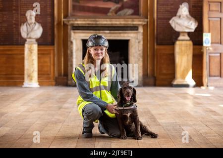 National Dogs Day - PIP, un "cane del marciume" incaricato di sniffare il marciume umido e secco con il gestore Isobel Mar presso il St Bartholomew’s Hospital North Wing, Regno Unito Foto Stock