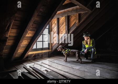 National Dogs Day - PIP, un "cane del marciume" incaricato di sniffare il marciume umido e secco con il gestore Isobel Mar presso il St Bartholomew’s Hospital North Wing, Regno Unito Foto Stock