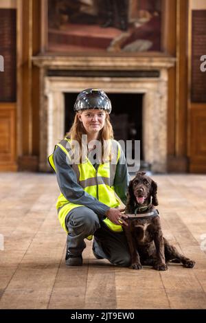 National Dogs Day - PIP, un "cane del marciume" incaricato di sniffare il marciume umido e secco con il gestore Isobel Mar presso il St Bartholomew’s Hospital North Wing, Regno Unito Foto Stock